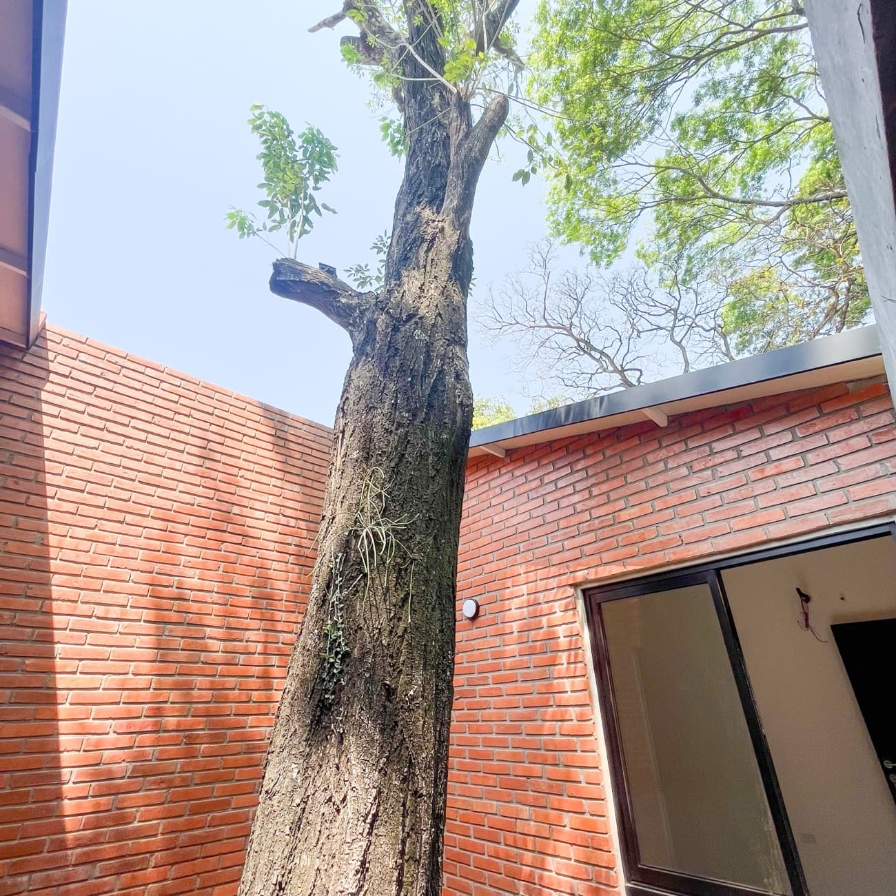 Contrapicado al árbol saliendo del patio hacia el cielo